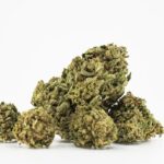 Buy CBD cannabis online from CHERRYWIFARM®- CBD flowers wholesale in Europe