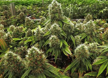 CBD: der Wirkstoff in legalem Cannabis